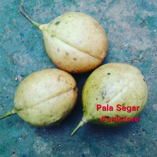 

Buah pala segar fresh super