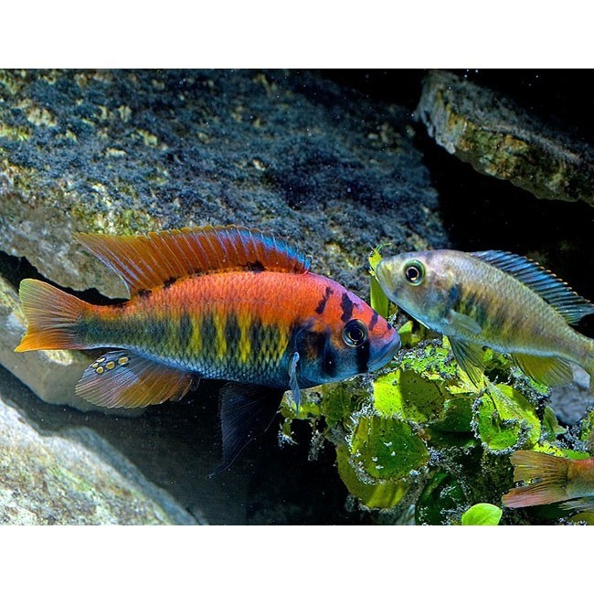 Ikan Hias Cichlid Pundamilia Nyererei Ikan Air Tawar Aquarium Aquascape