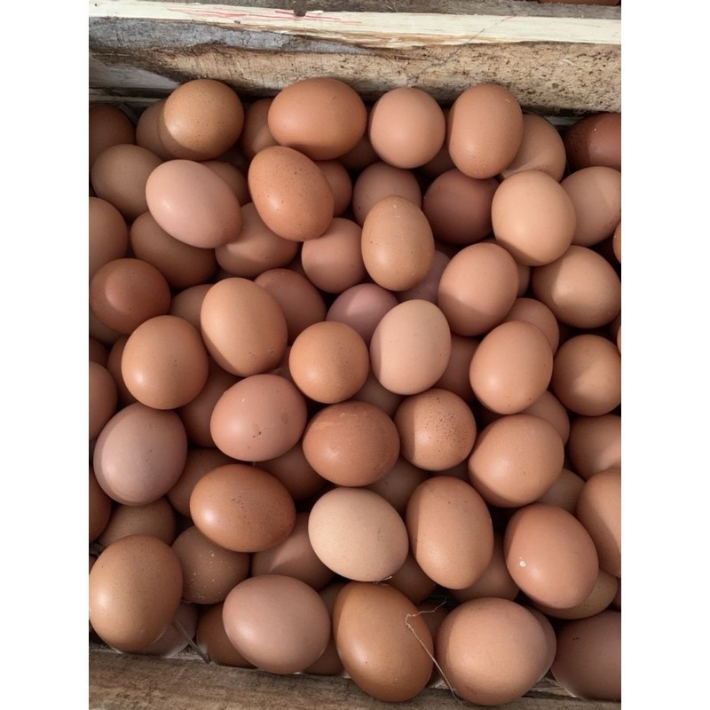 

Grosir telur ayam negeri fresh kemasan 1kg