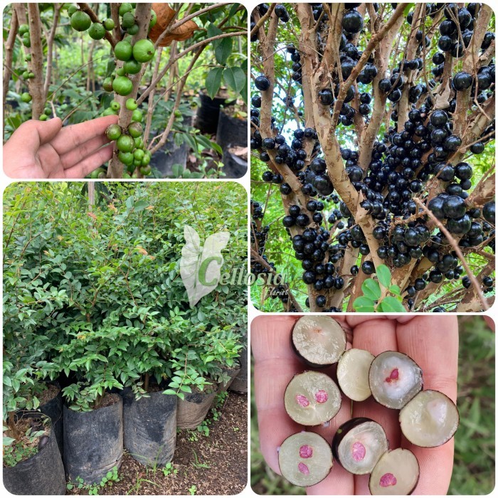 Bibit Tanaman Anggur Pohon Brazil Jenis Preco / Jaboticaba Preco