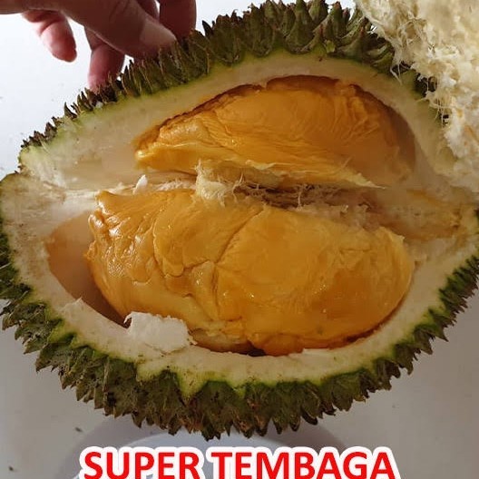 Bibit durian tembaga bangka super