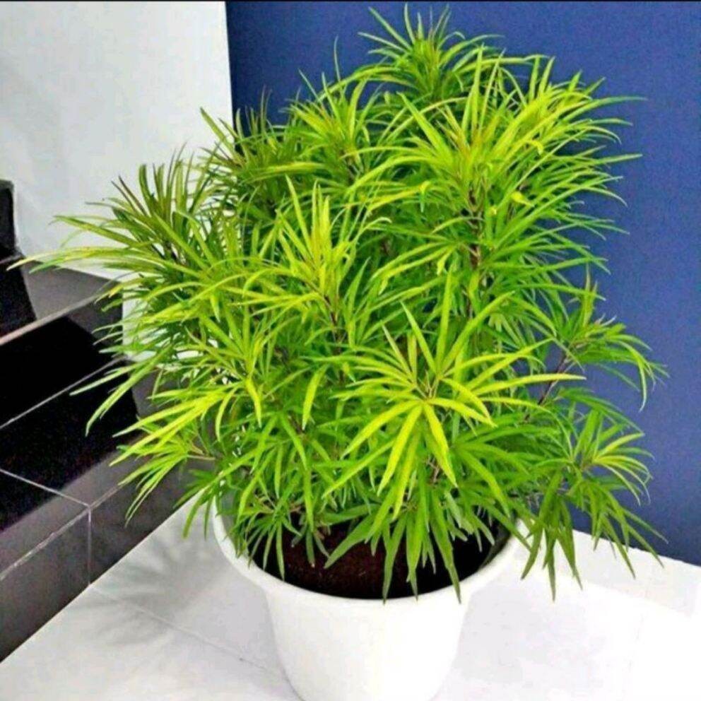 tanaman hias ararea taman/pohon penghias taman ararea