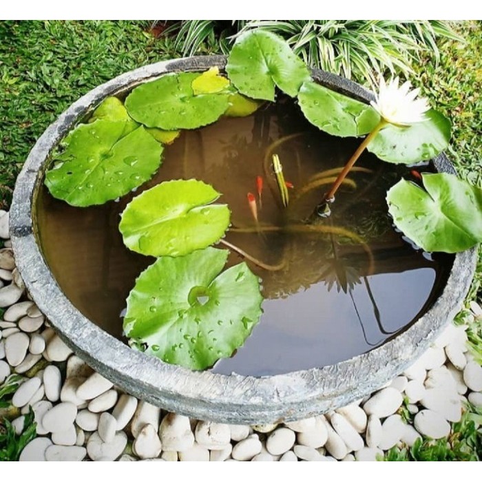 Bibit Pohon daun teratai Bunga Teratai