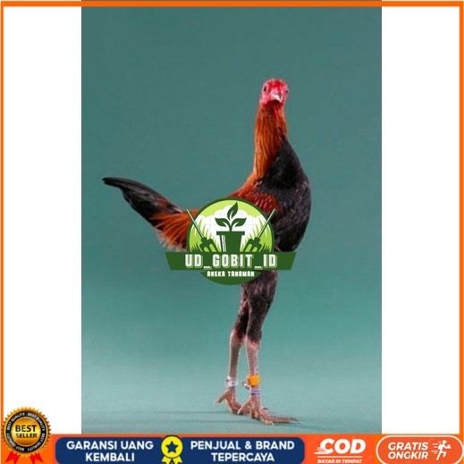 

TELUR AYAM HIAS MGB MODERN GAME BANTAM UNTUK DI TETASKAN UD_GOBIT_ID