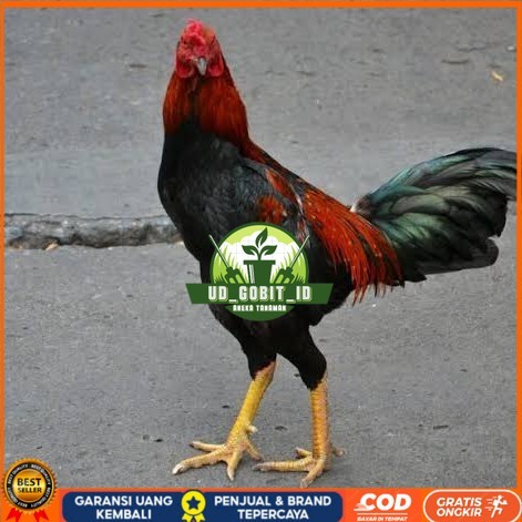 

Telur ayam bangkok pakhoy petarung aduan fertil untuk ditetaskan UD_GOBIT_ID