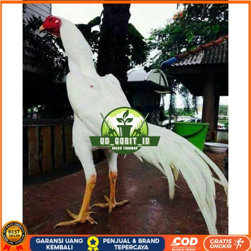 

EKOR LIDI PUTIH TELUR FERTIL UD_GOBIT_ID