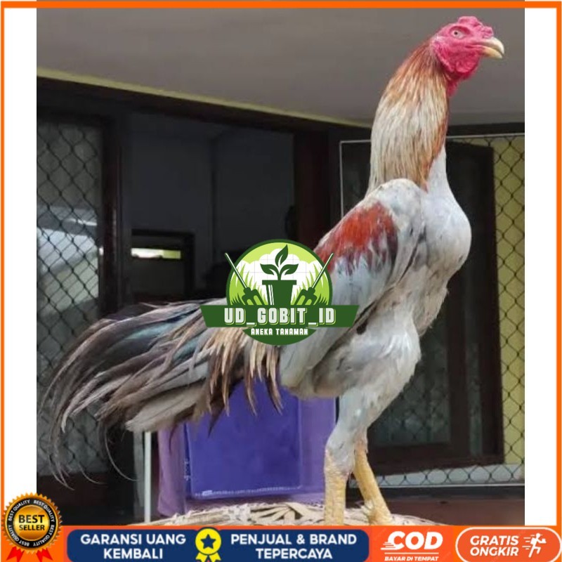 

Telur Ayam Bangkok Pakhoy kwalitas super telor Burung Hias untuk di tetaskan UD_GOBIT_ID