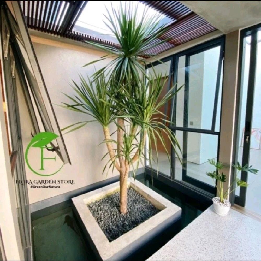 BISA COD Bibit Pandan bali kualitas terbaik / Bibit Pohon pandan Bali Artificial Siap Kirim