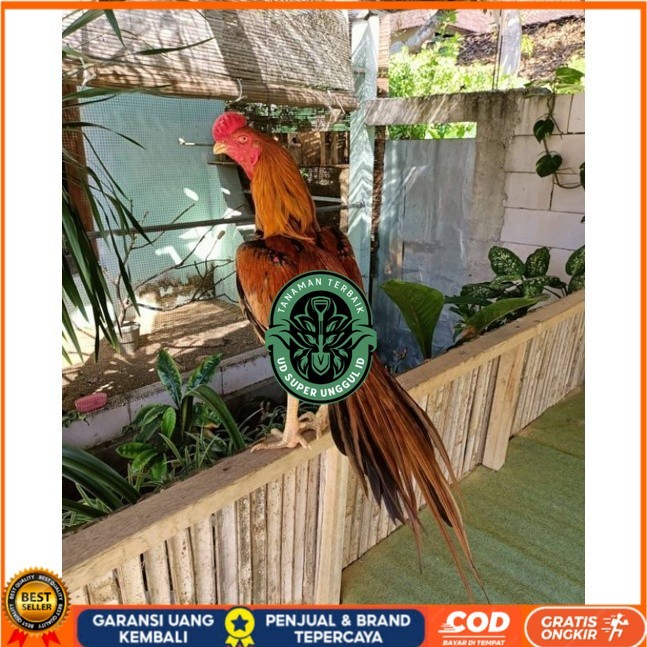 

TELUR AYAM BANGKOK EKOR LIDI UNTUK DI TETASKAN UD_SUPER_UNGGUL_ID