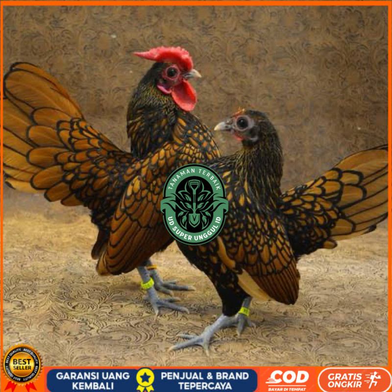 

TELUR FERTIL AYAM BATIK KANADA UNTUK DI TETASKAN UD_SUPER_UNGGUL_ID