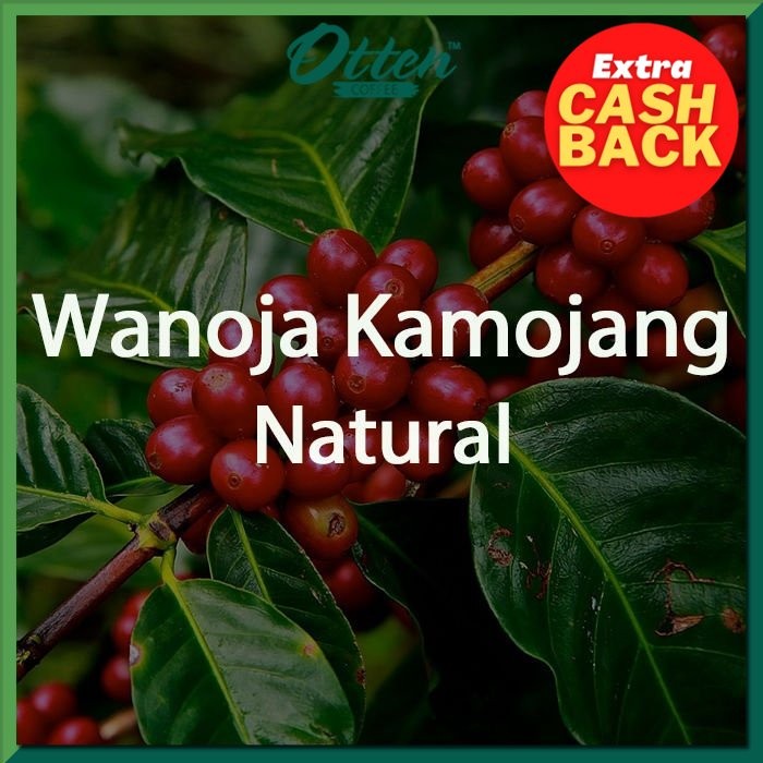 

Green Bean Kopi Arabica Wanoja Kamojang Natural Process - 1 KG - Biji Kopi Mentah Siap Roasting - Otten Coffee