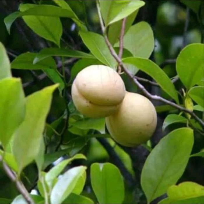 

ready stok termurah buah Pala segar fresh 1kg