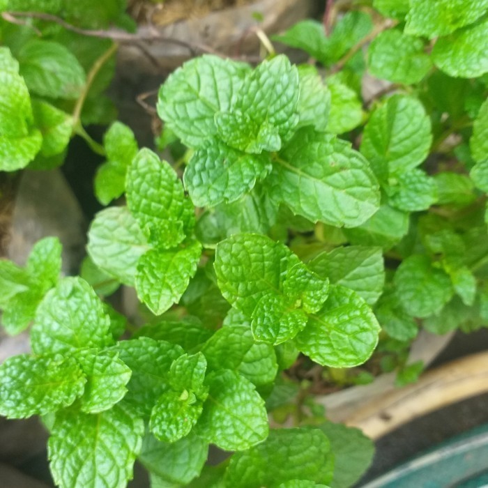 

daun mint segar