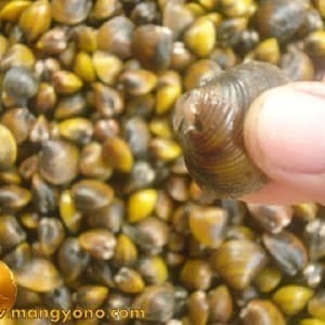 kerang sungai/remis 500gr