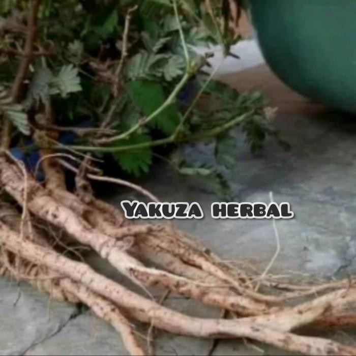 

Obat herbal akar Putri malu segar