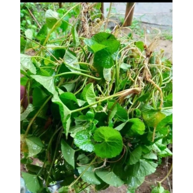

daun,pegagan,segar/1kg Rempah_herbalCo