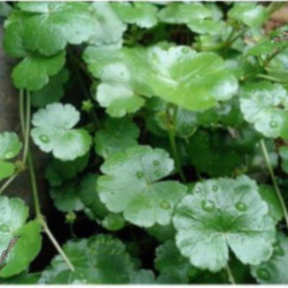 

Promo Daun Pegagan Segar atau Antanan atau Semanggi Gunung 500 gram COD Sadewa_Herbal