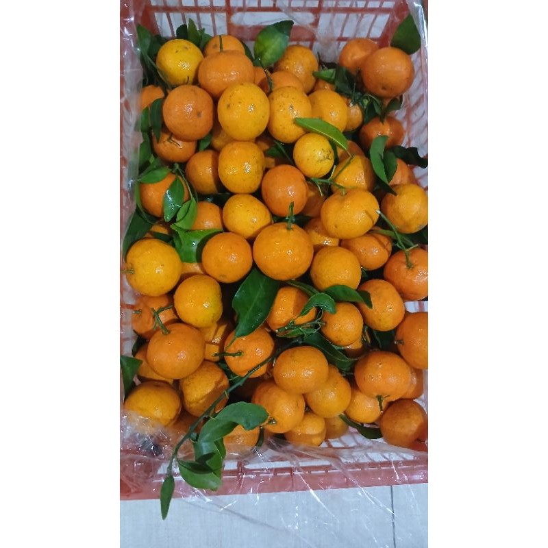 

JERUK SANTANG IMPORT / KG