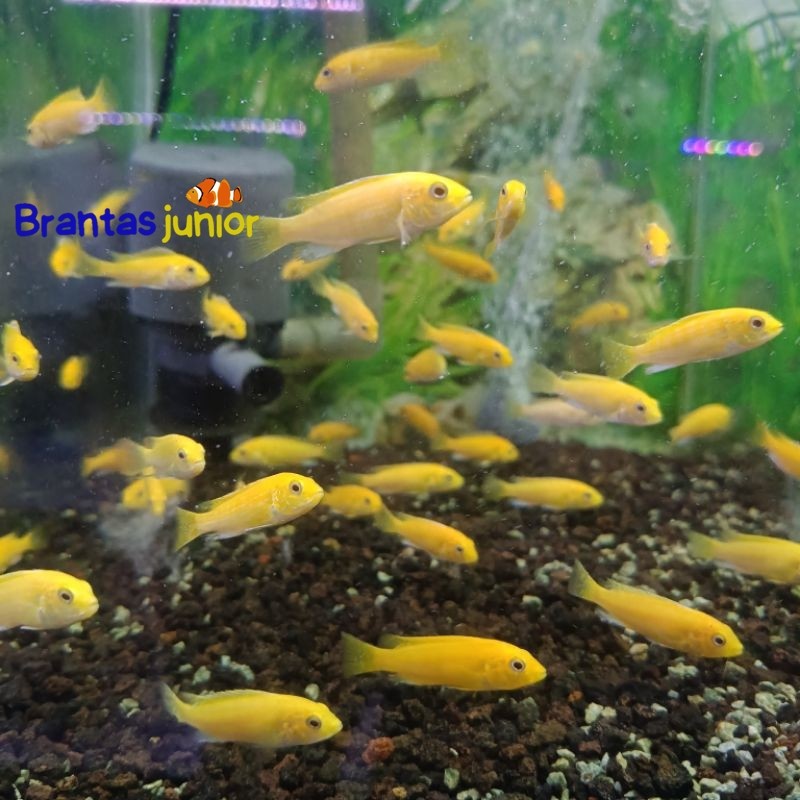 Ikan hias lemon cichlid ISI 4