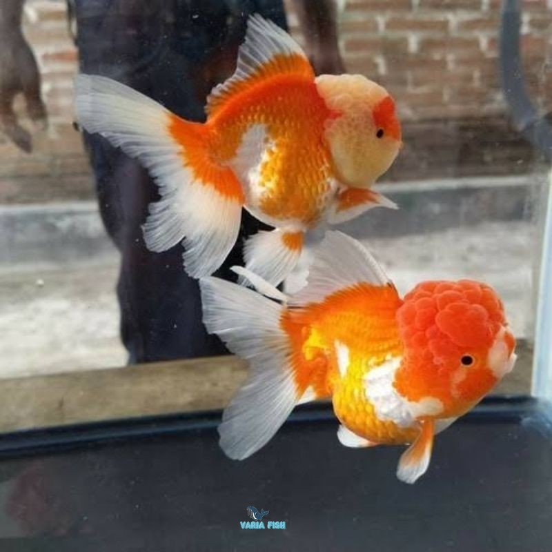IKAN KOKI ORANDA RW SUPER SUPER (PAKET SEPASANG ) UK. 10-13 CM