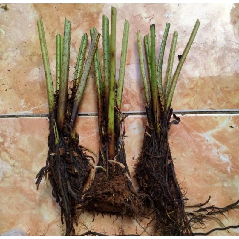 Bibit Pakis Sayur / Bibit Pohon pakis sayur / Bibit Tanaman Pakis Sayur