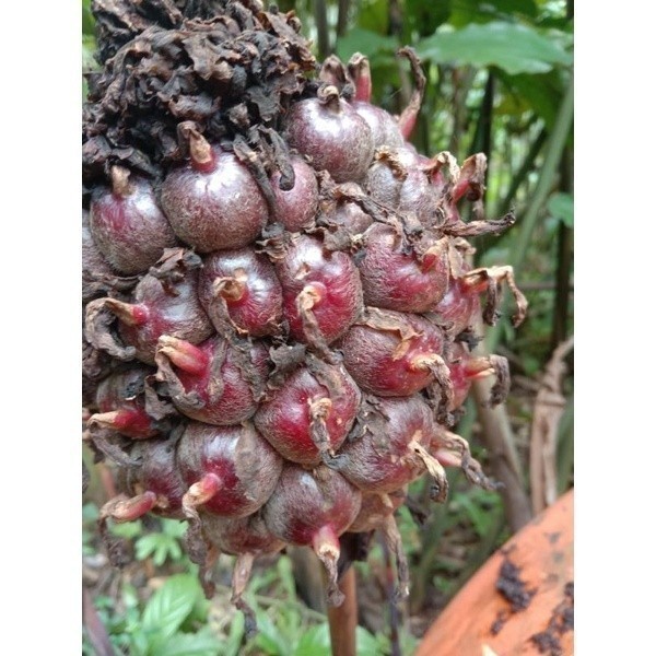 

buah honje laka-buah kecombrang merah 1kg Onokabe_Co