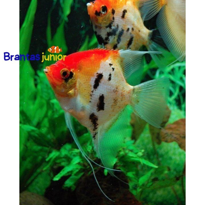 IKAN MANFISH RED KOI ANGEL FIS
