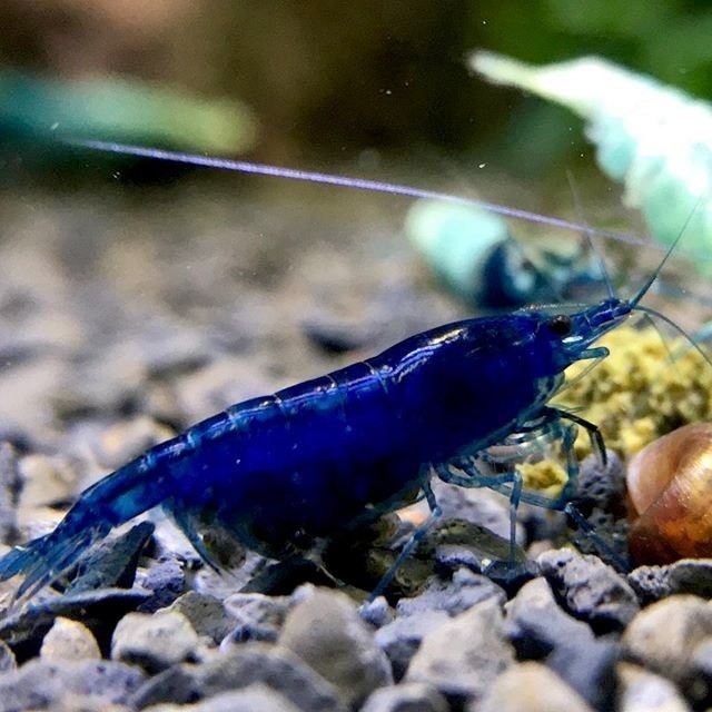 Udang Hias Blue Diamond/Udang Hias Aquascape