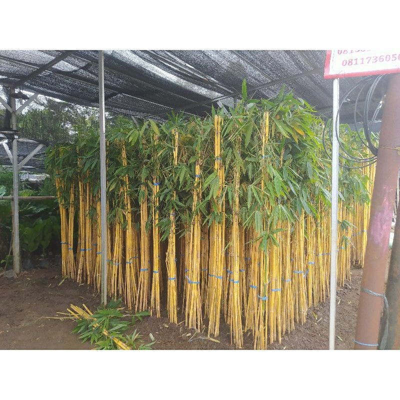 Tanaman Hias PROMO BAMBU KUNING PANDA UNTUK PAGAR TINGGI 2-3M