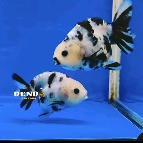Ikan Koki Ranchu Sapi 6-8Cm Hiasan Aquarium Aquascape