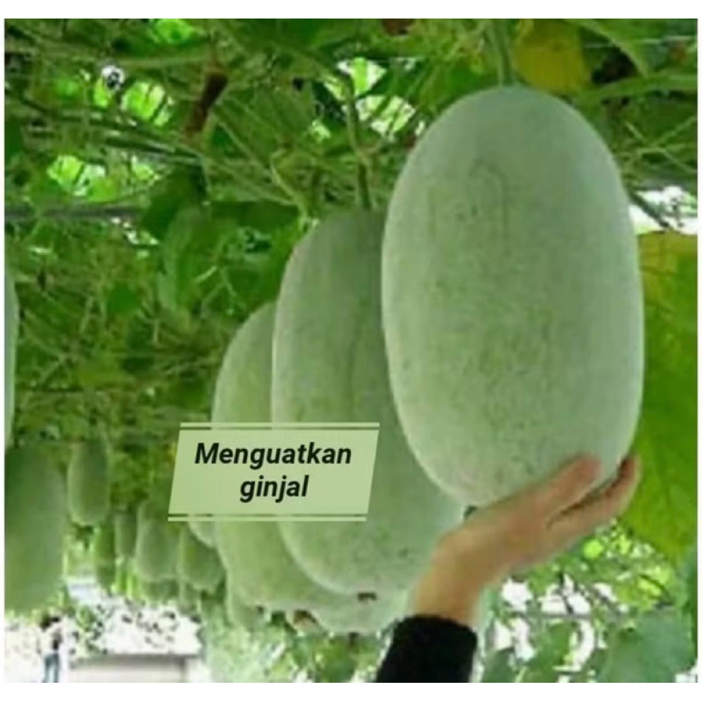 

Bligo / Buah Kundur / Blonceng berat 2 - 2,5 kg