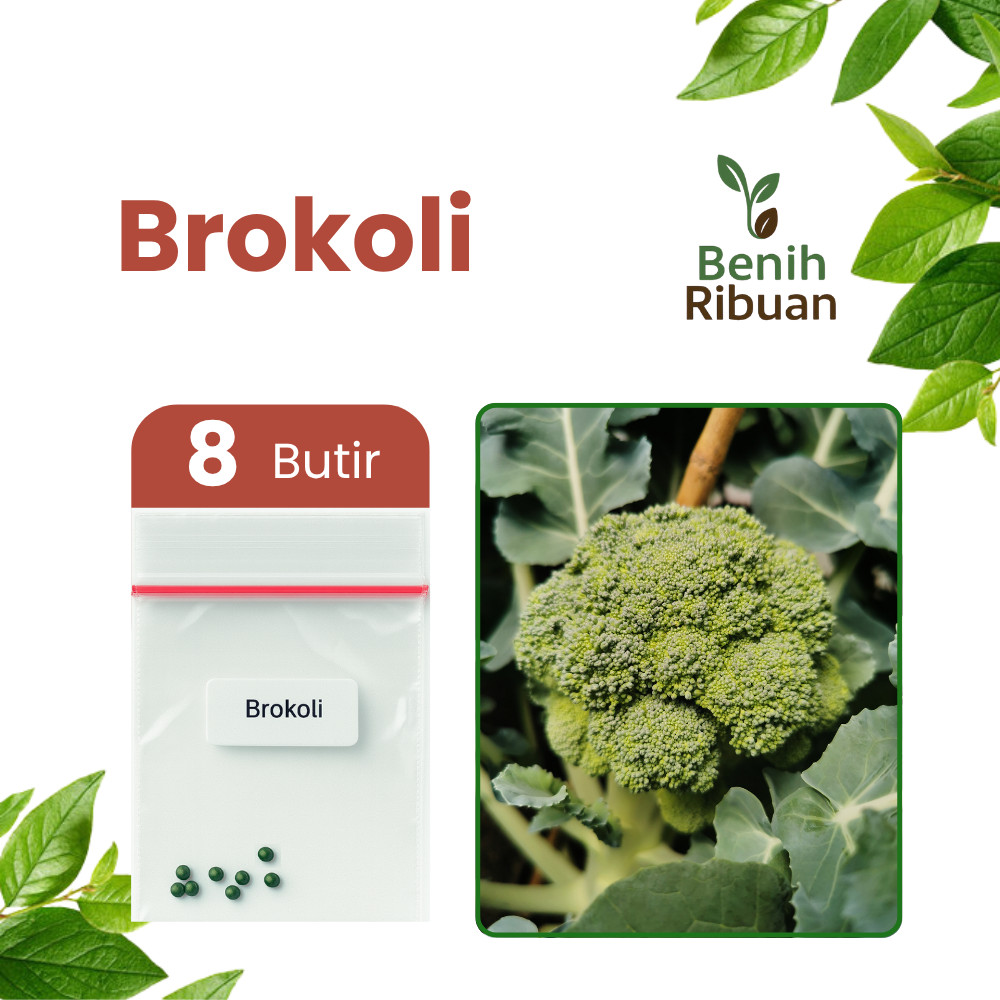 BENIH RIBUAN - Benih Unggul Sayur Brokoli Bibit Brokoli Kualitas Super Benih Brokoli Berkualitas