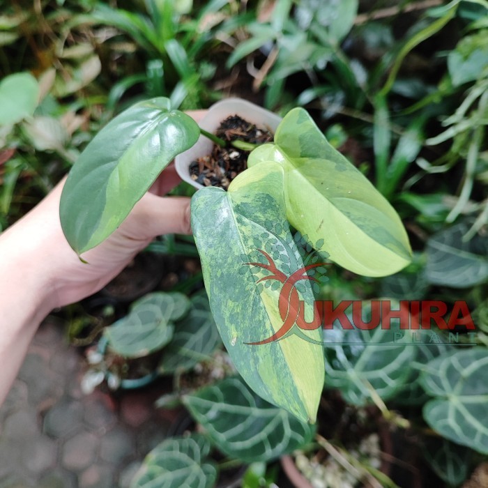 tanaman hias philodendron bipennifolium variegata violin varigata