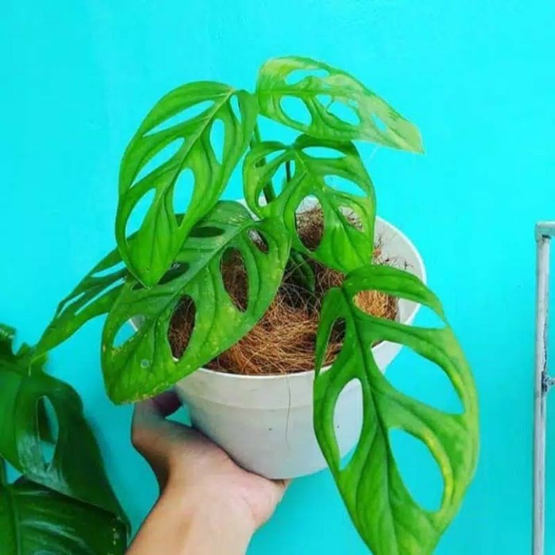 Bibit janda bolong 1 daun pancing tanaman hias janda bolong Bibit tanaman janbol