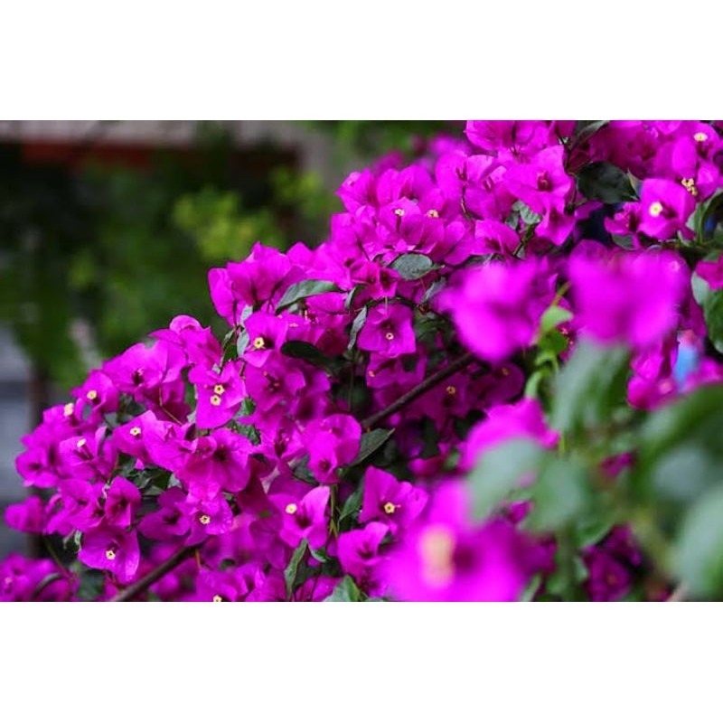 Bougenville ekor musang ungu