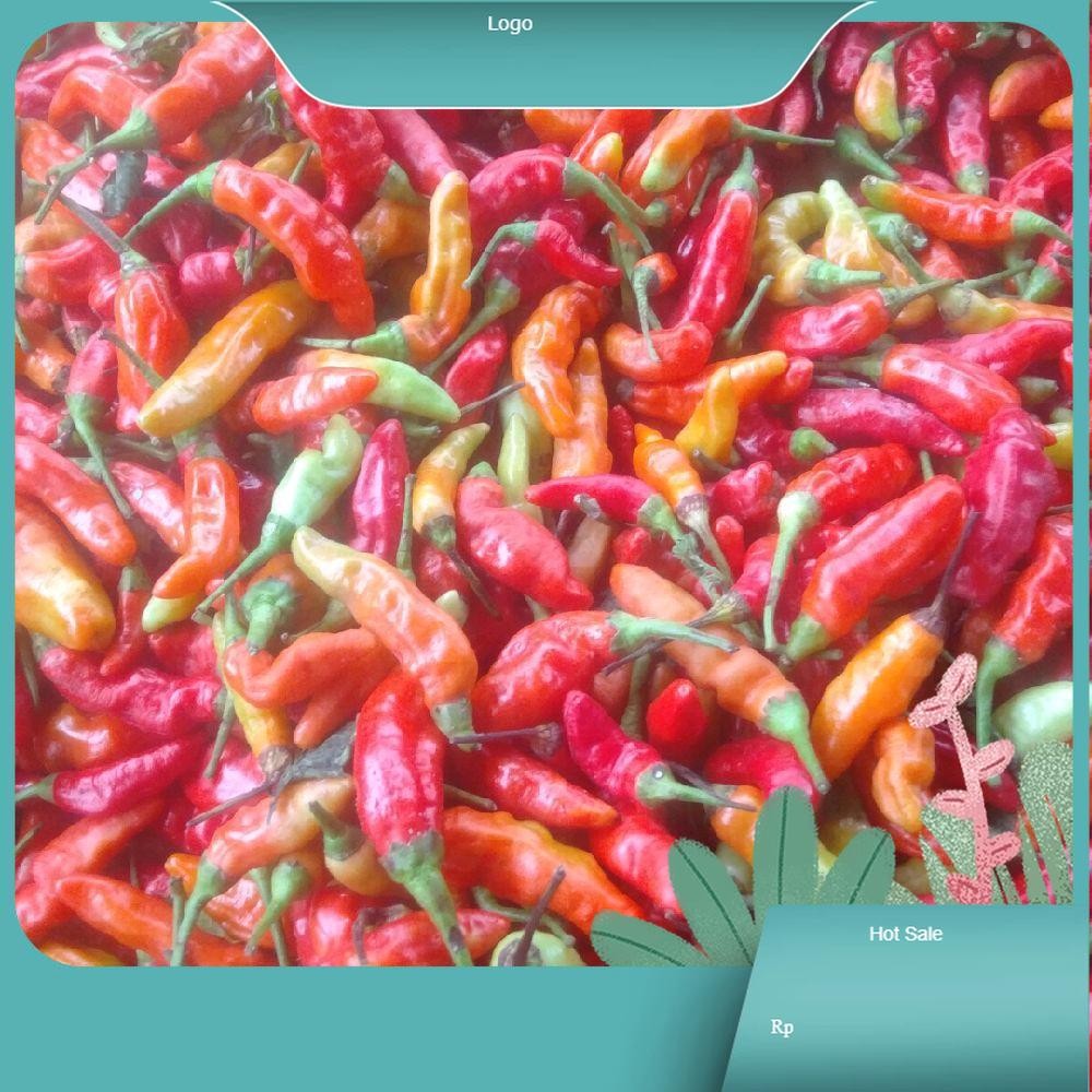 

cengek domba ori pedas segar / cabai domba ori pedas segar Kecombrang