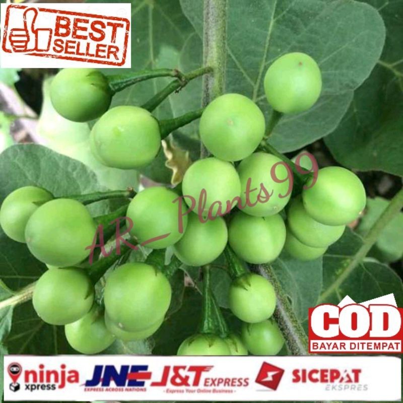 

Termurah!! Buah Tekokak Cepokak Segar 1 Kg