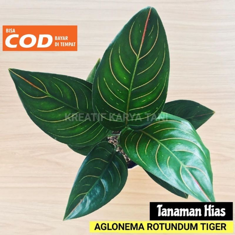 Tanaman hias aglonema rotundum tiger - Tanaman aglonema rotundum