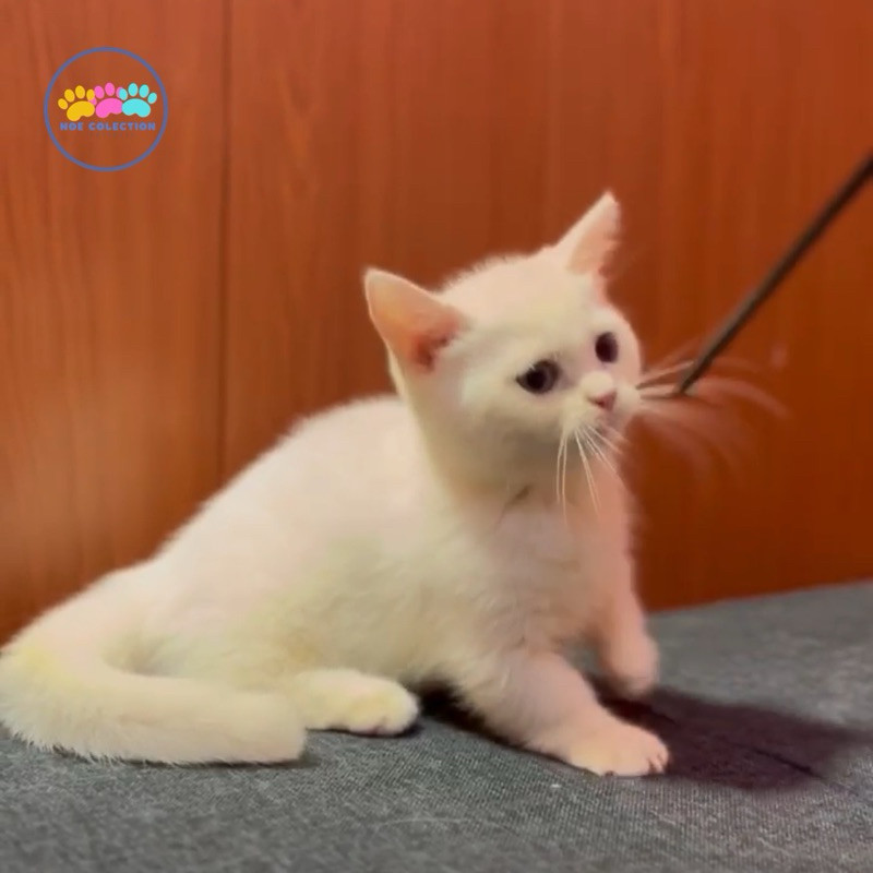 kucing bsh munchkin white solid betina kitten lucu