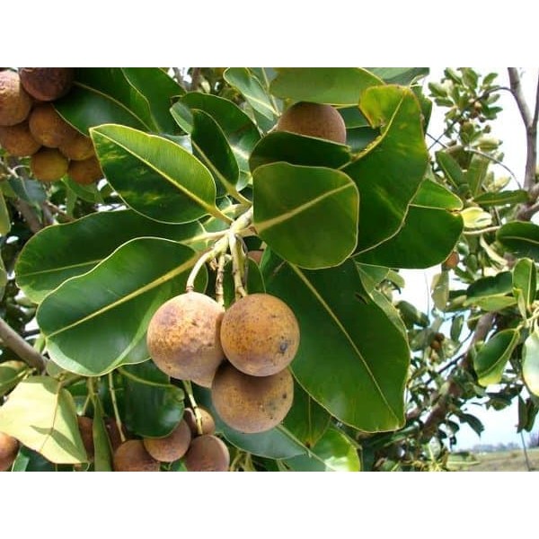 

Daun Nyamplung - Obat Wasir - Fertigo