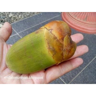 

Bululuk - Buruluk - Obat Kutil Alami