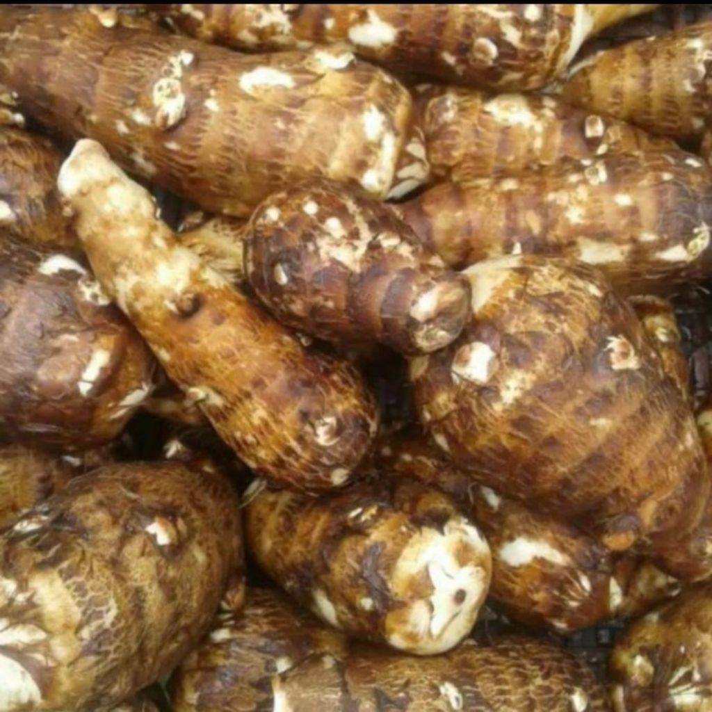 

umbi talas pulen 1kg