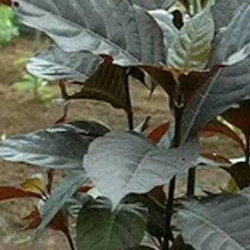 

Ready stok New Promo daun handeuleum/daun ungu siap petik per 100gram