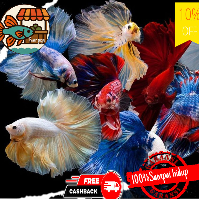 Hiasan aquarium Ikan Cupang HM WARNA WARNI - 25 ekor