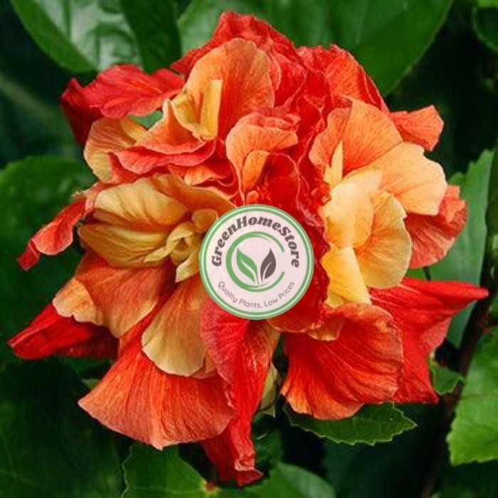 Tanaman Hias Bunga Sepatu Hibiscus Orange Kering Tumpuk/Pohon Kembang