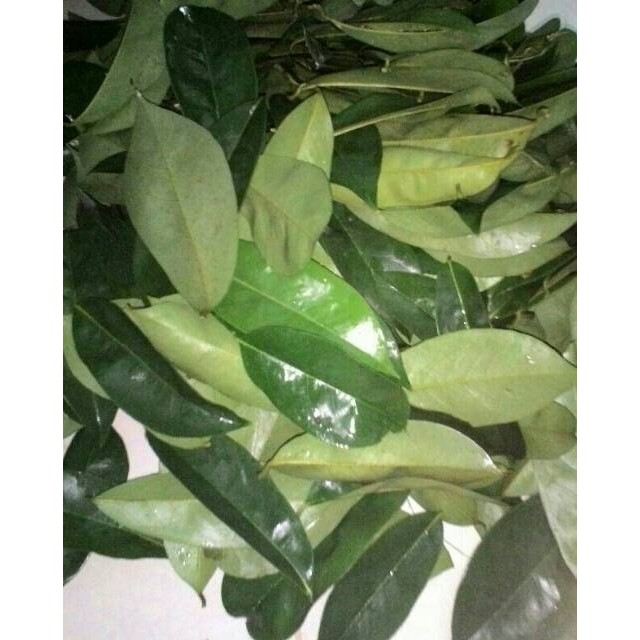 

[WG] Daun Sirsak Segar Herbal Berkhasiat Tinggi