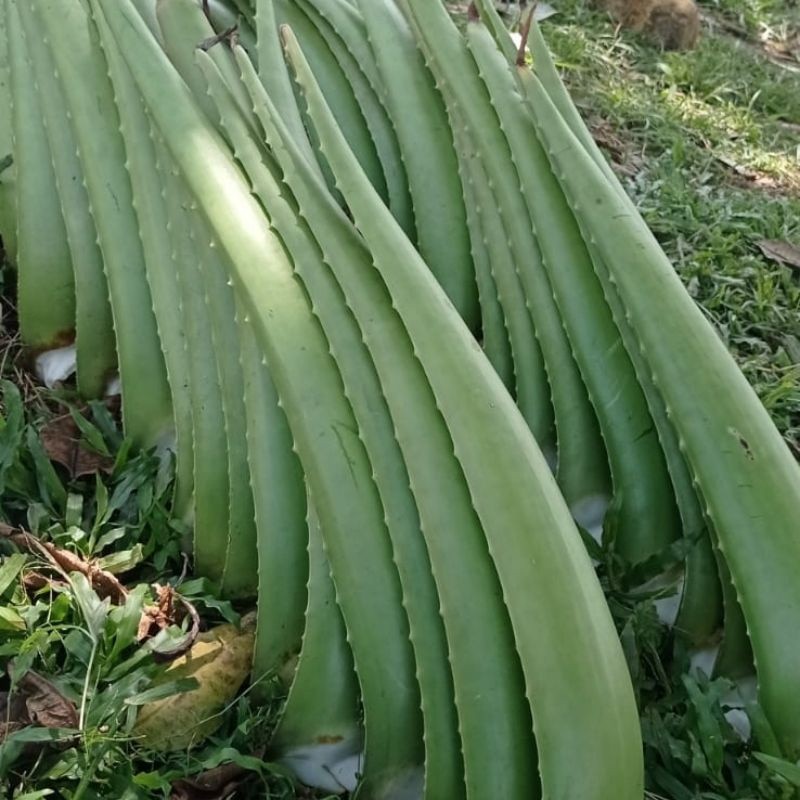 

[WG] Pelepah Lidah Buaya Jumbo Organik / Aloevera Jumbo (1kilo isi 2)