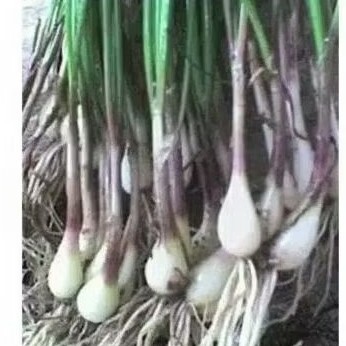 

cod Bawang. kuncay segar 150 gram. bawang kuncay segar bisa untuk bibit ,TS