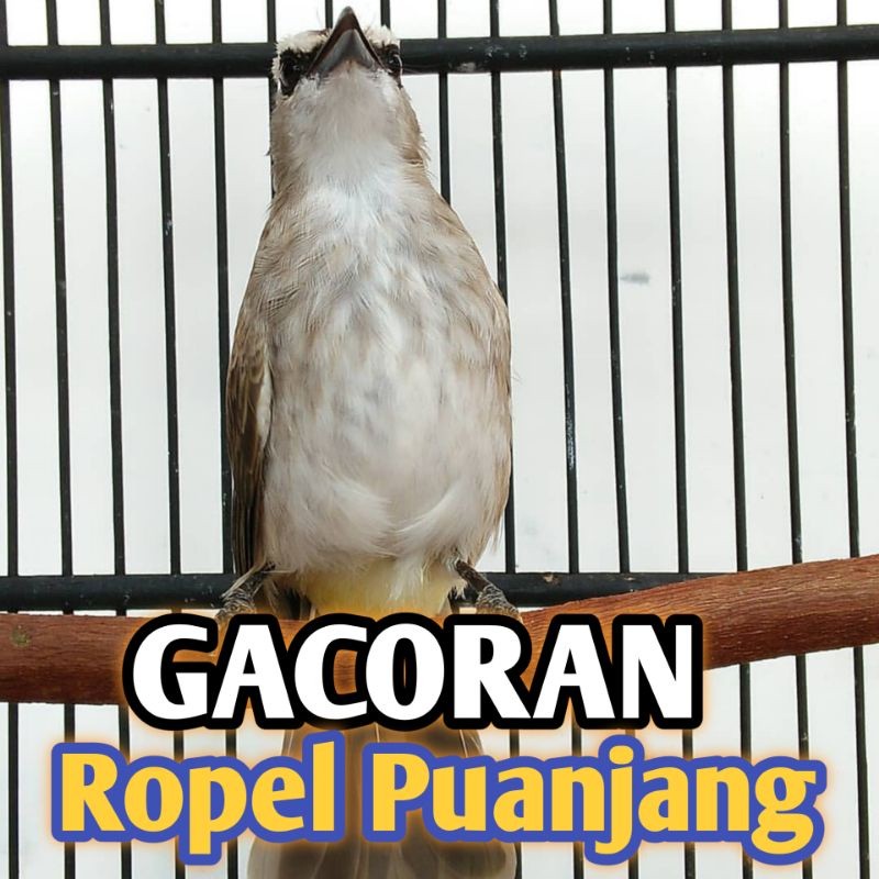 Burung Trucuk Jawa timur Gacoran Ropel burung jadi bukan bahan trocok trucukan