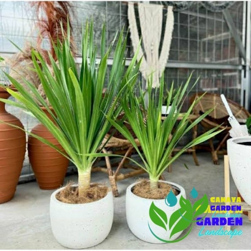 Tanaman Hias Indor Pandan Bali - Tanaman Pandan Bali - Tanaman Indor Pandan Bali - Tanaman Aesthetic